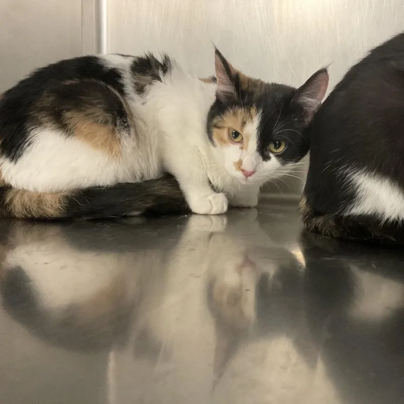 A baby medium-sized female Calico Domestic Short Hair cat named Posy for adoption in St Joseph, MO