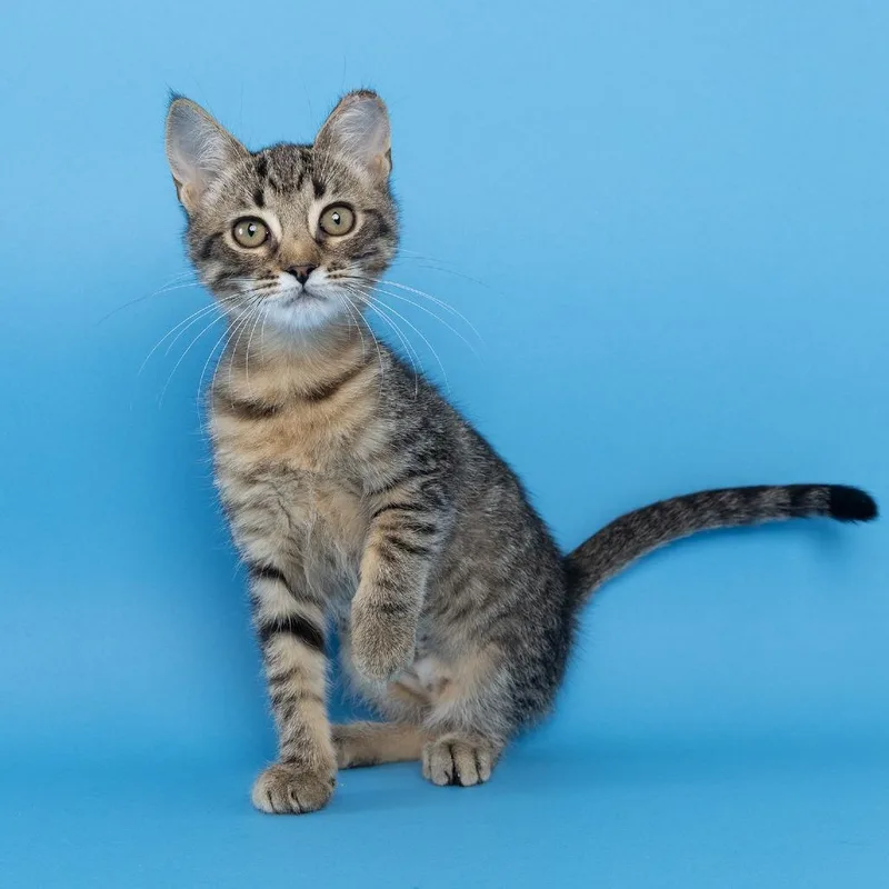 A baby small-sized female Brown / Chocolate Domestic Short Hair cat named AnnieBell for adoption in Franklin, TN