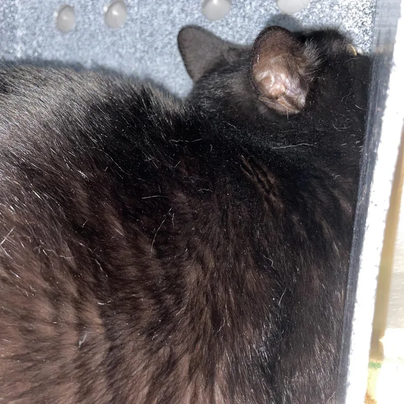An adult large-sized female Black Domestic Short Hair cat named Cha Cha for adoption in Dickinson, TX