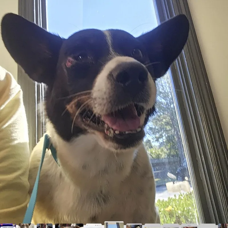 An adult medium-sized male Australian Cattle Dog / Blue Heeler dog named Valor for adoption in phenix city, AL