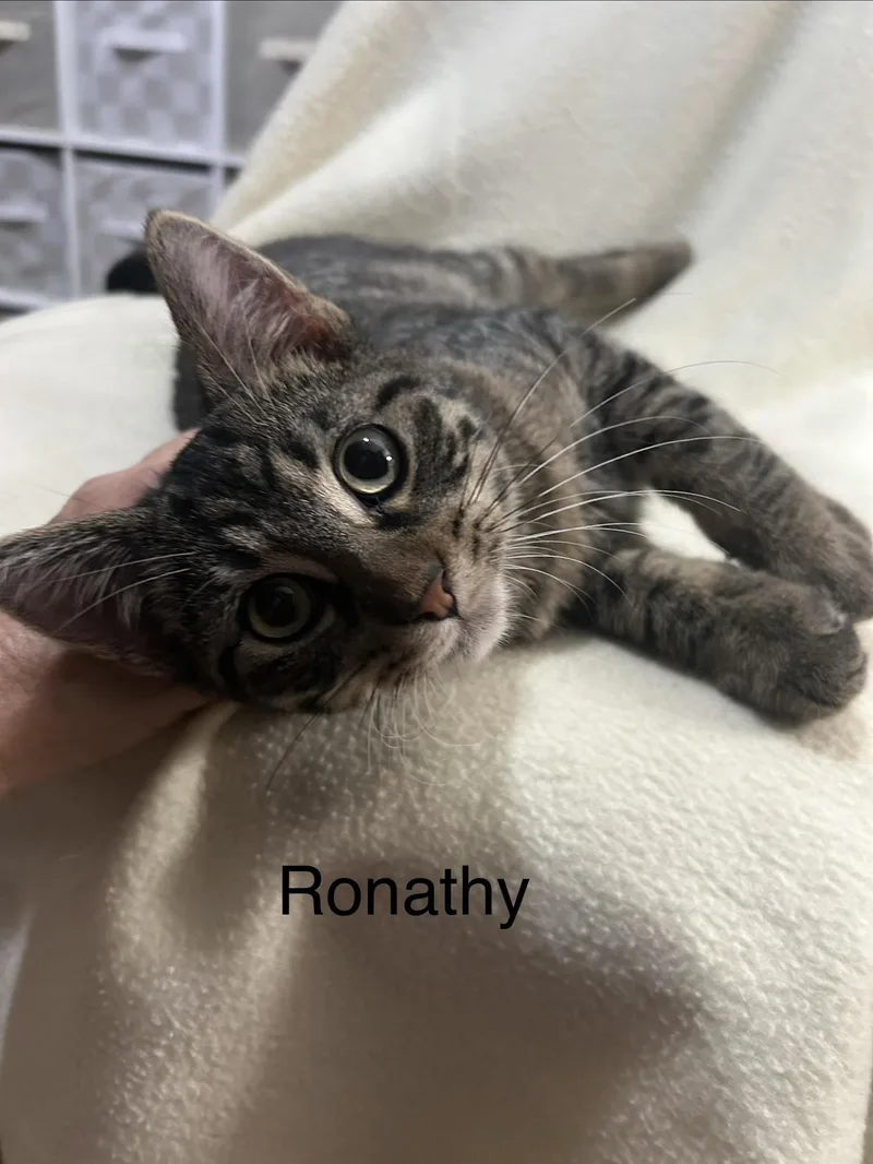 A baby medium-sized male Tabby (Brown / Chocolate) Domestic Short Hair cat named Ronathon for adoption in Herculaneum, MO