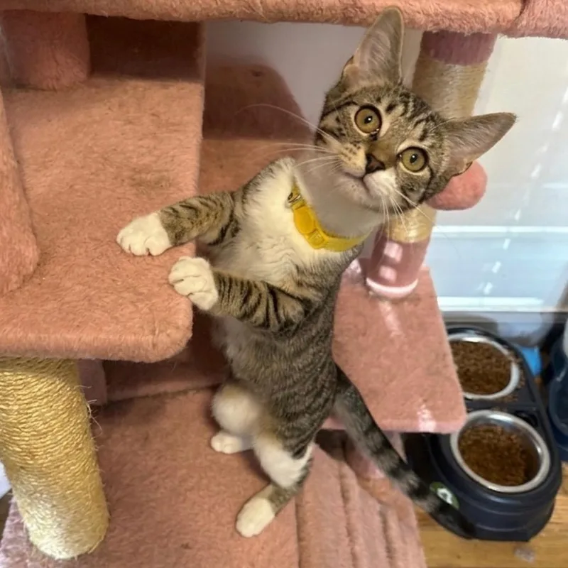 A baby medium-sized male Tabby (Brown / Chocolate) Domestic Short Hair cat named Bumblebee for adoption in Fort Oglethorpe, GA