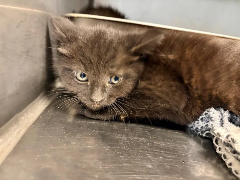 A baby medium-sized male Domestic Short Hair cat named Otto for adoption in Huntington, IN