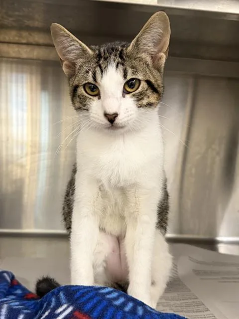A young medium-sized female Domestic Short Hair cat named Kiwi for adoption in Houston, TX