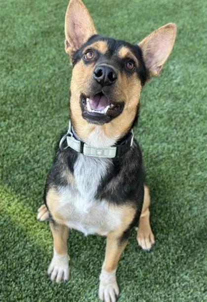 A young medium-sized female German Shepherd Dog dog named Nikki D for adoption in Fresno, CA