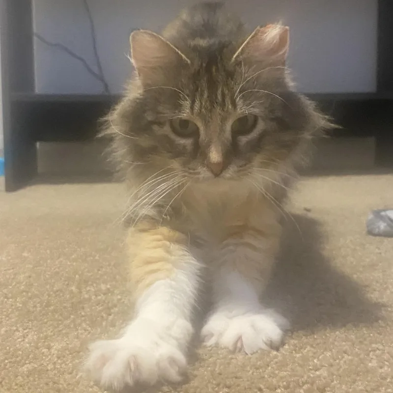 An adult medium-sized female Torbie Domestic Medium Hair cat named Aquara for adoption in St. Paul, MN