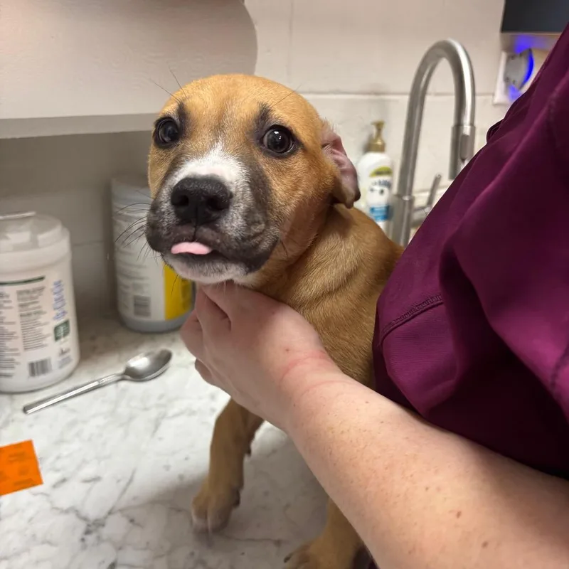 Jolly Rancher thumbnail 2