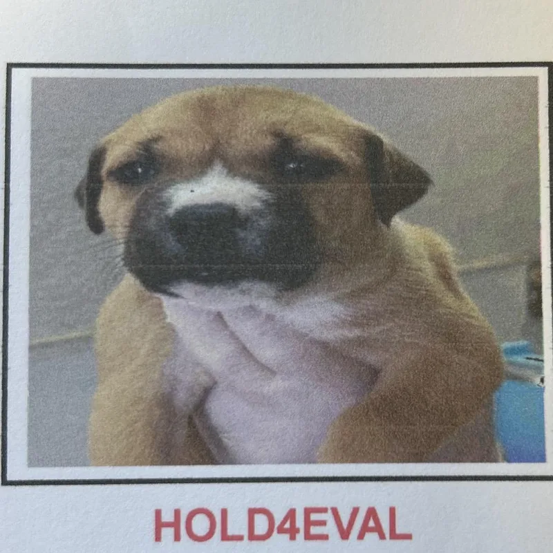 Jolly Rancher thumbnail 3