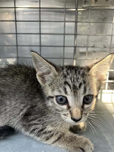 A baby medium-sized female Domestic Medium Hair cat named Leila for adoption in Dallas, TX