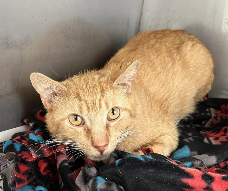 An adult medium-sized male Tabby (Orange / Red) Domestic Short Hair cat named Tufted Titmouse for adoption in Seville, OH