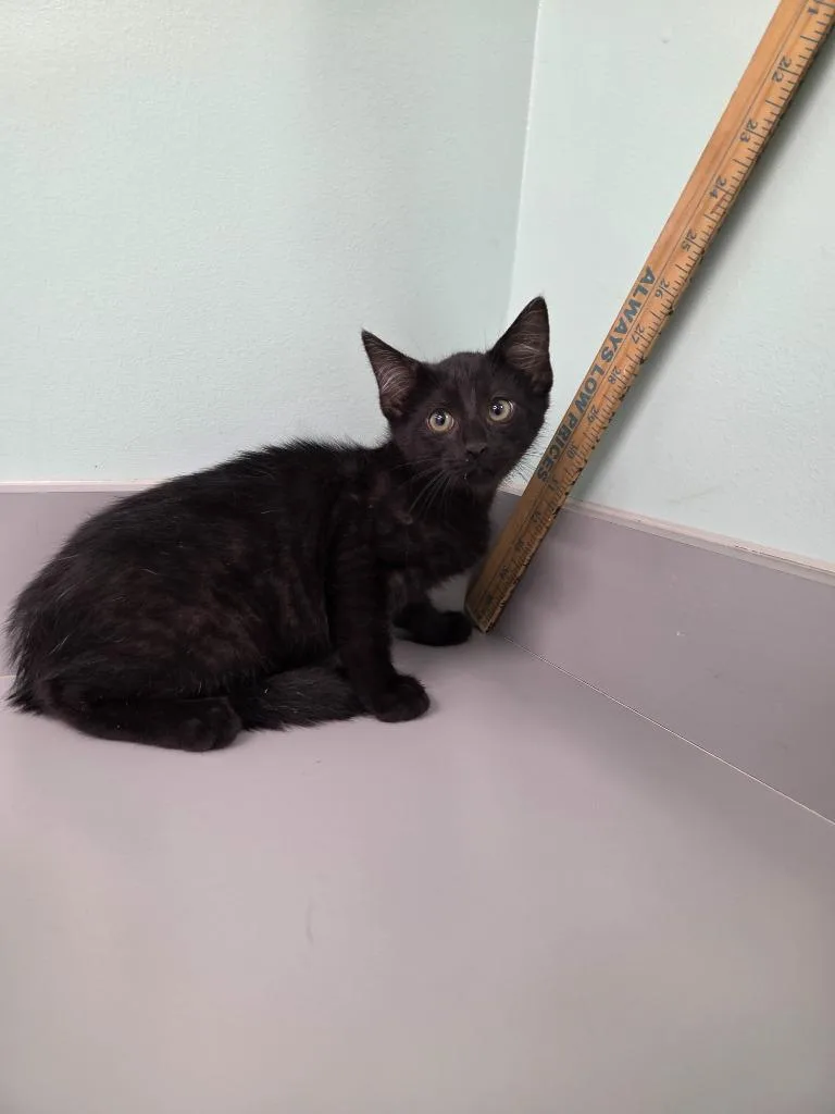 A baby small-sized female Domestic Short Hair cat named Dawn for adoption in Athens, TN