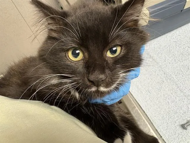 A baby small-sized female Domestic Medium Hair cat named Ellen for adoption in Kent, WA