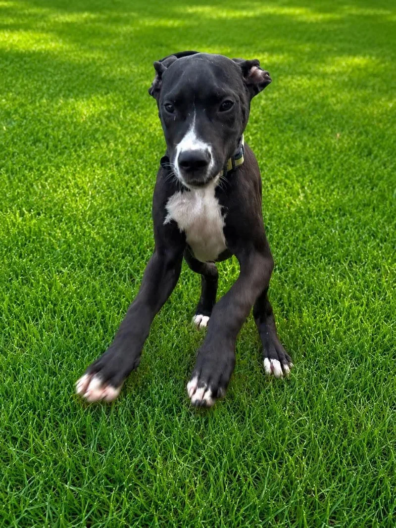 A baby large-sized male Great Dane dog named Benson for adoption in Shinnston, WV