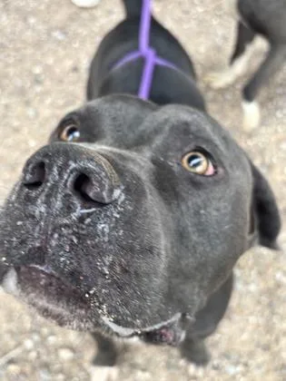 An adult large-sized male Black Pit Bull Terrier dog named Blast for adoption in El Paso, TX