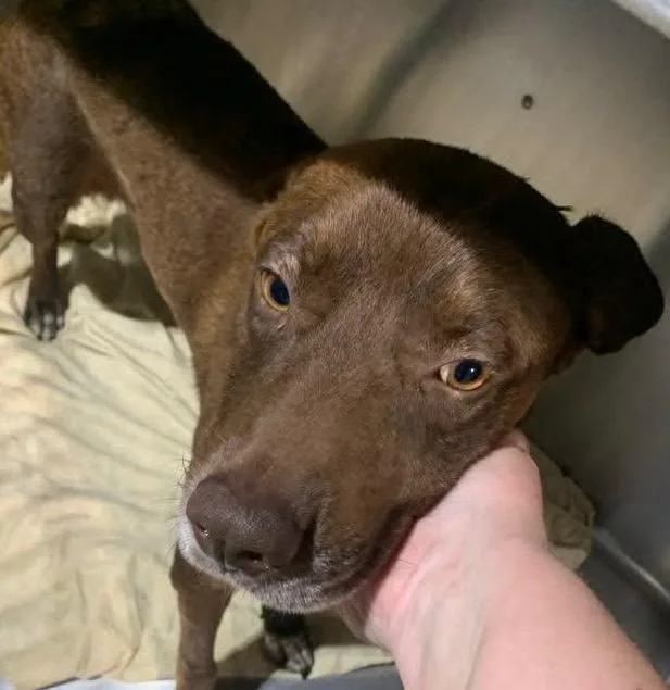 A young medium-sized male Shepherd dog named Orion $ for adoption in Milwaukee, WI