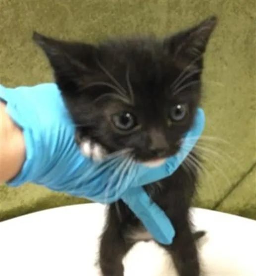 A baby small-sized male Domestic Short Hair cat named Piplup for adoption in Riverside, CA