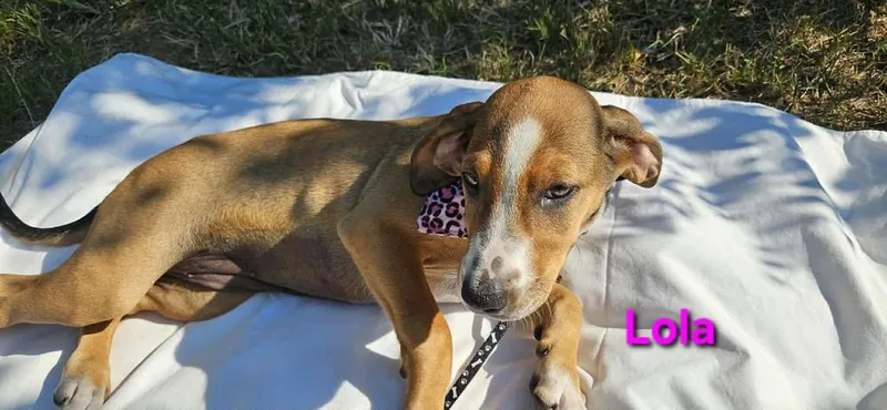 Lola