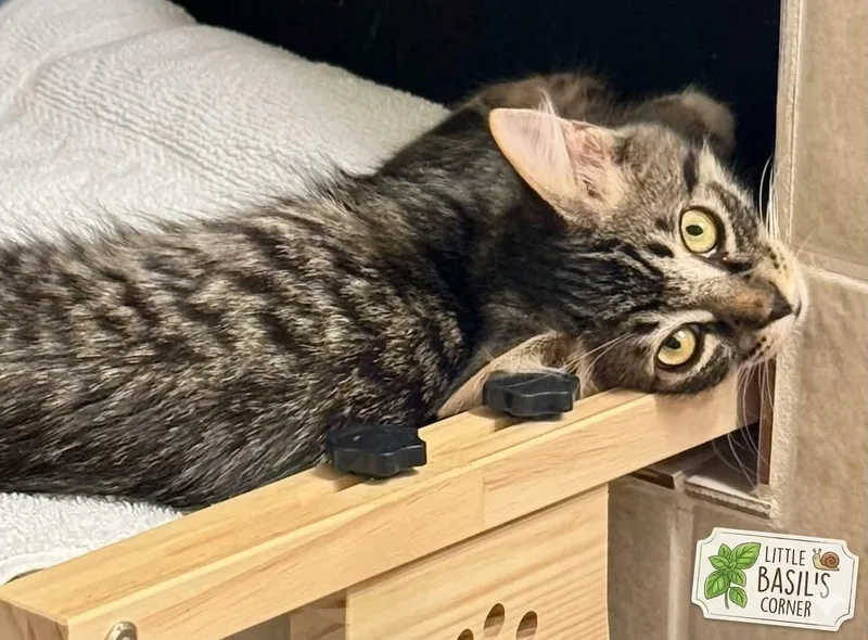 A baby medium-sized male Tabby (Gray / Blue / Silver) Maine Coon cat named Basil for adoption in Palmdale, CA