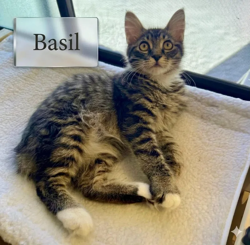Basil thumbnail 2