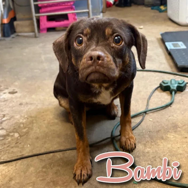 An adult small-sized female Dachshund dog named Bambi for adoption in Hillsboro, OH