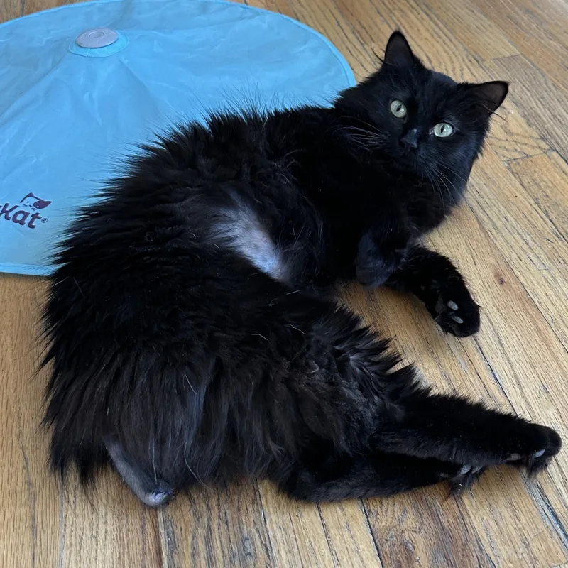 Omelette Corstorphine