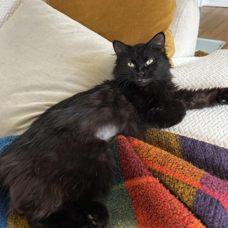 Omelette Corstorphine thumbnail 2