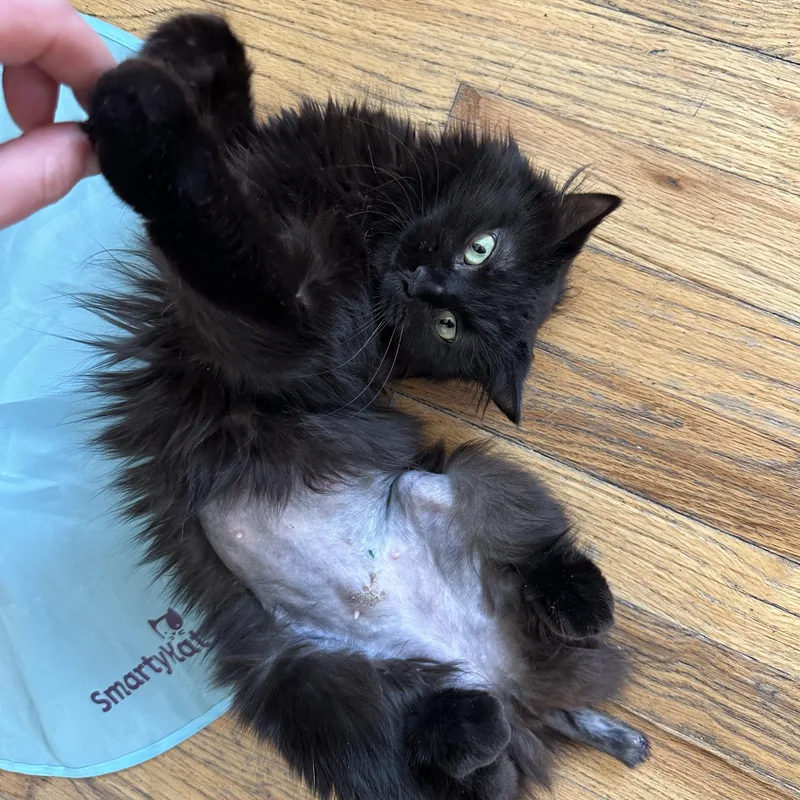 Omelette Corstorphine thumbnail 3