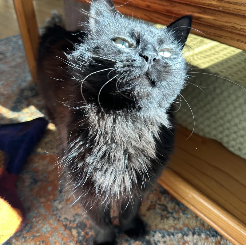 Omelette Corstorphine thumbnail 4