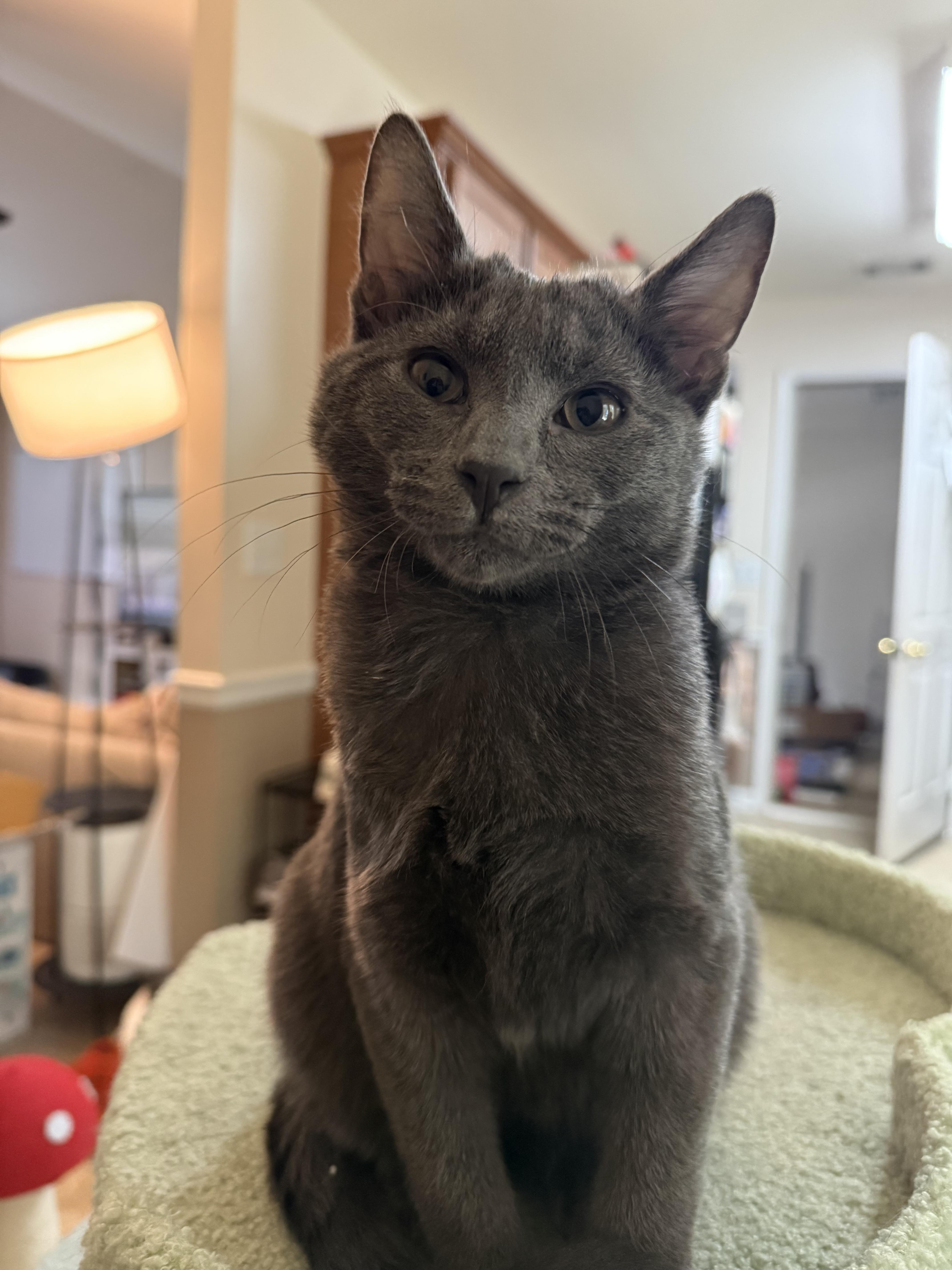 Mushroom Head thumbnail 2