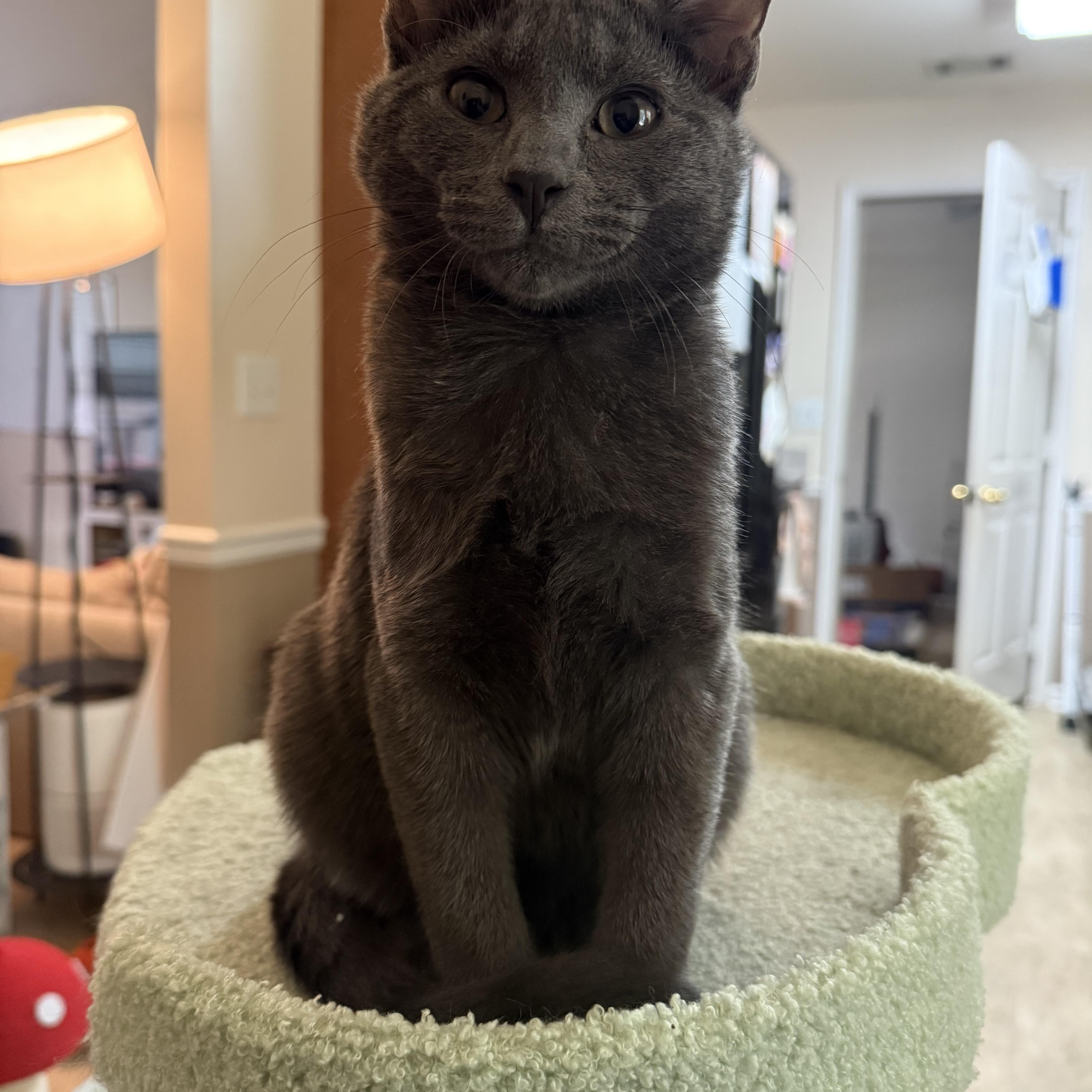 Mushroom Head thumbnail 3