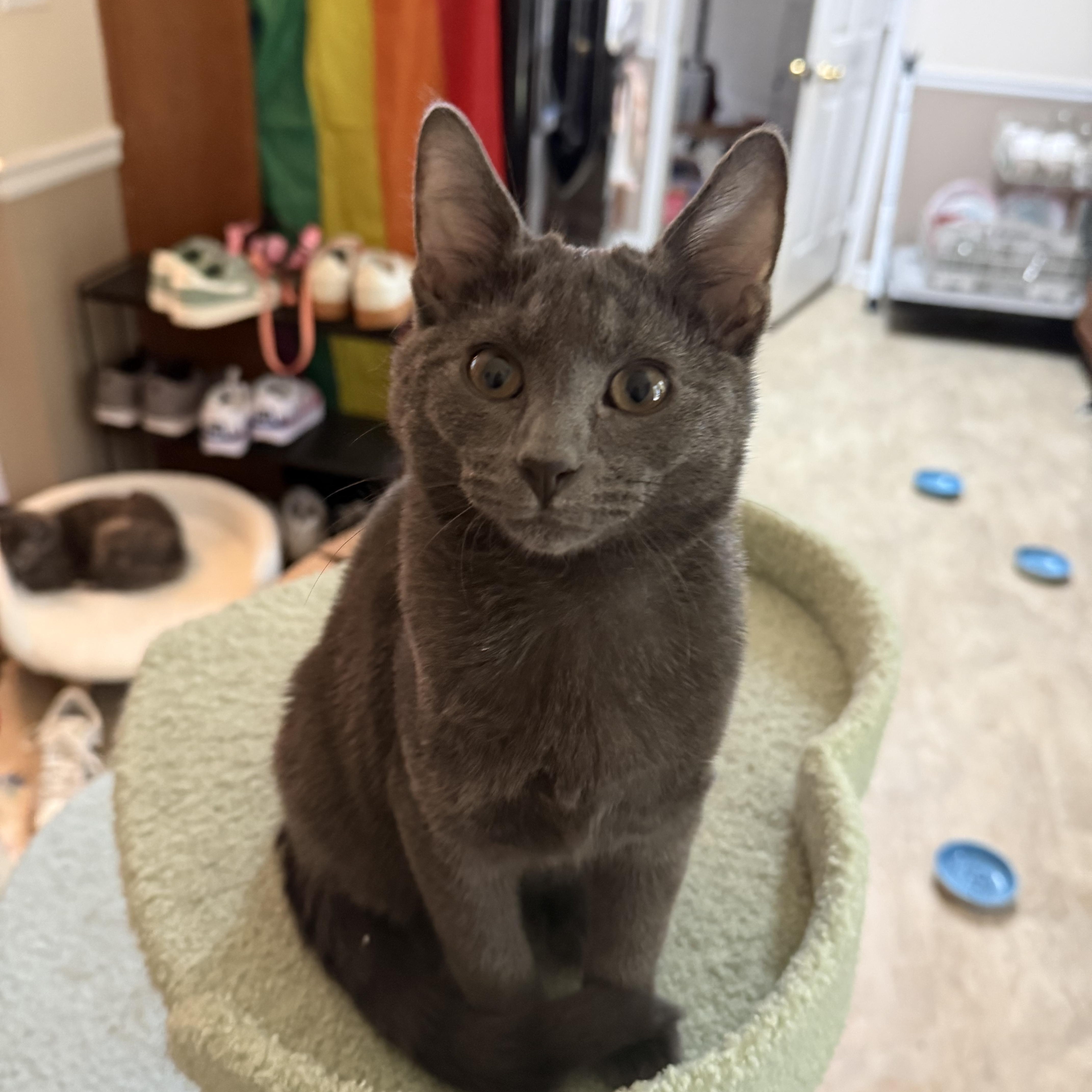 Mushroom Head thumbnail 4