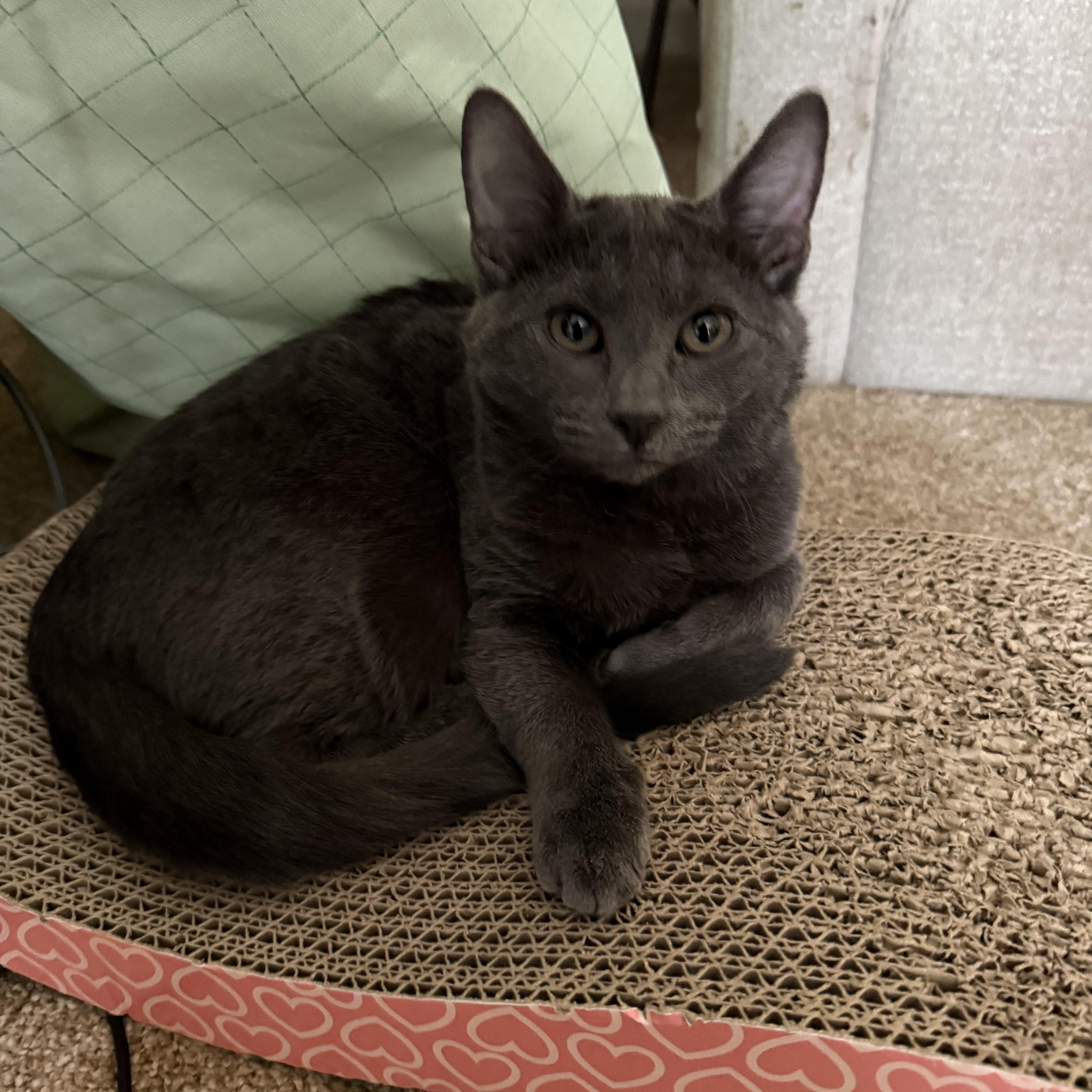 Mushroom Head thumbnail 5