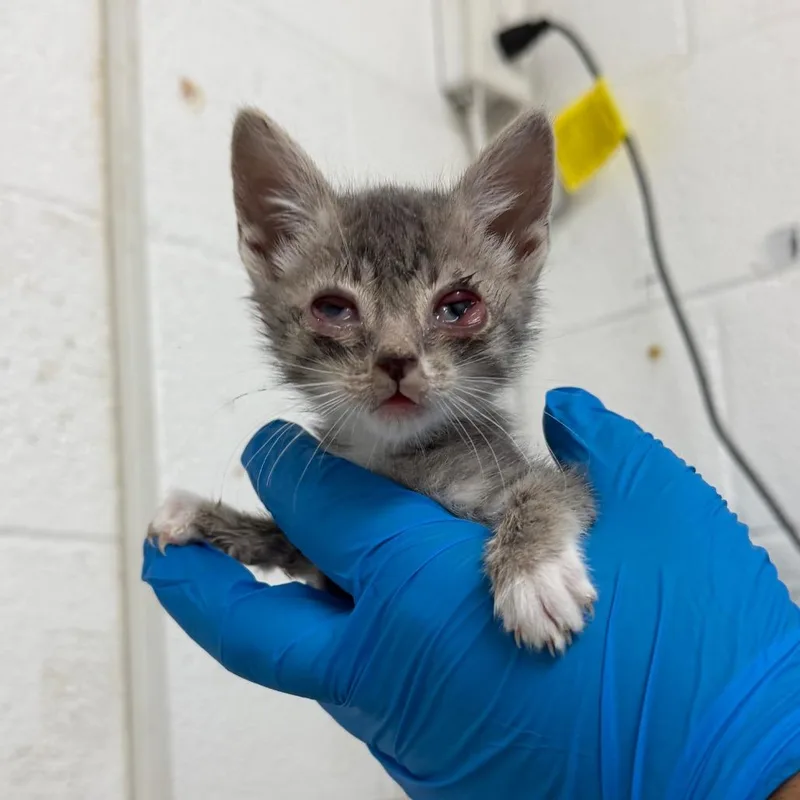 A baby small-sized female Gray / Blue / Silver Domestic Short Hair cat named Crystal for adoption in Edinburg, TX