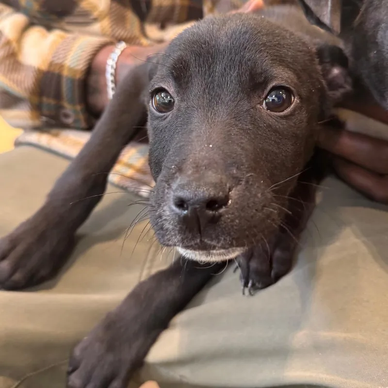 A baby small-sized male Black Hound dog named Batman for adoption in Lynchburg, VA