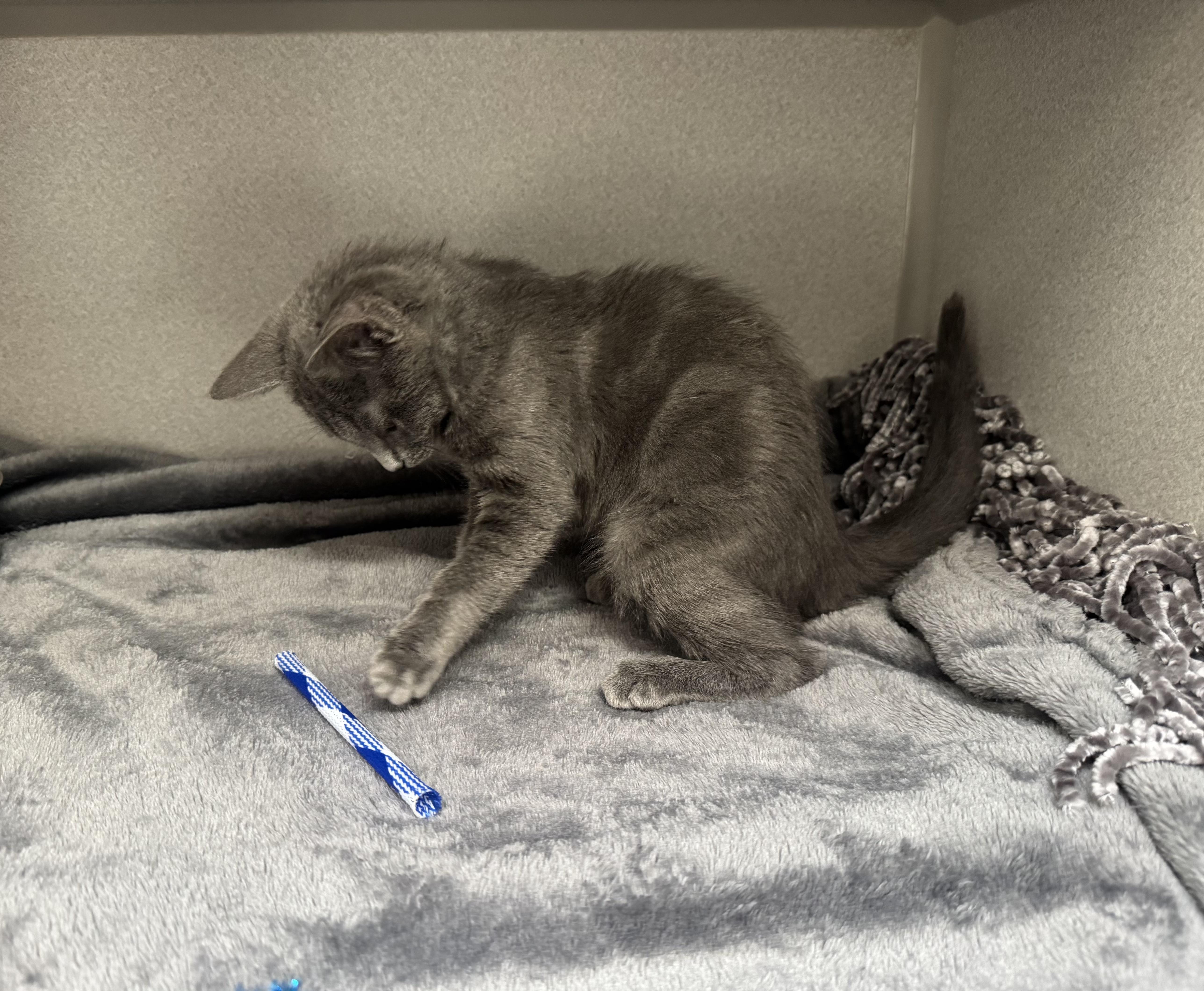 A baby medium-sized female Domestic Short Hair cat named Pearl for adoption in Red Bluff, CA