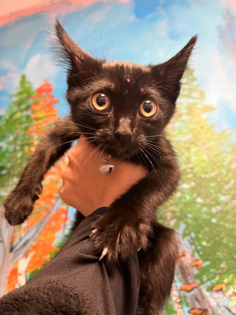A baby medium-sized female Domestic Short Hair cat named Candy for adoption in New Braunfels, TX