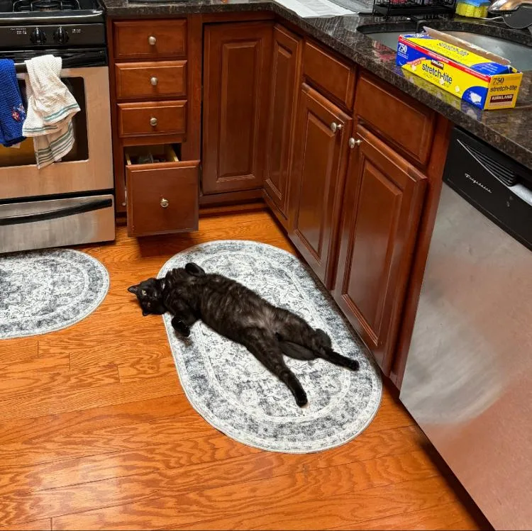 A young medium-sized male Black Domestic Short Hair cat named Nicholas D. Wolfwood for adoption in Gaithersburg, MD