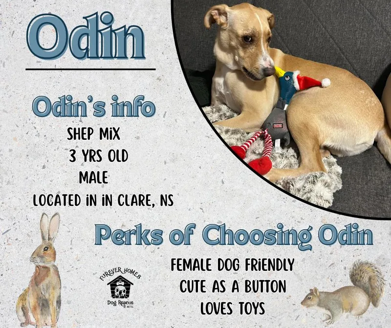 Odin
