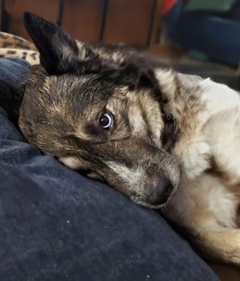 A young medium-sized female Husky dog named Estrella for adoption in Bowie, MD