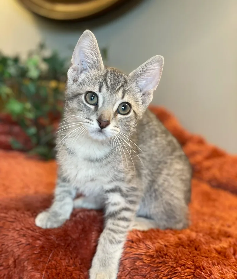 A baby medium-sized male Tabby (Gray / Blue / Silver) Tabby cat named Otto for adoption in Taylor, MI