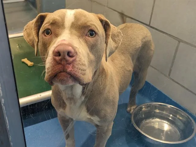 An adult medium-sized male Mixed Breed dog named Mikey for adoption in Dallas, TX