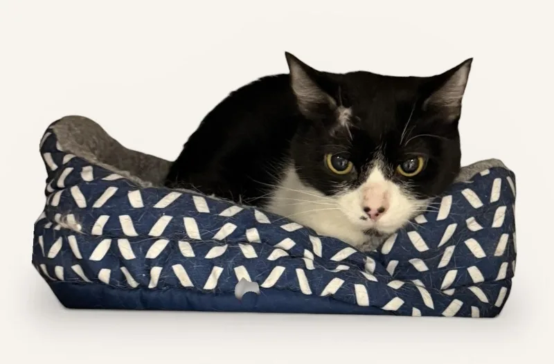 A young medium-sized female Black & White / Tuxedo Domestic Short Hair cat named Opal for adoption in Wyandotte, MI