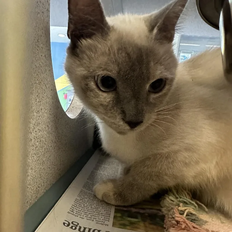 An adult medium-sized female Lilac Point Domestic Short Hair cat named Cinder for adoption in Red House, WV