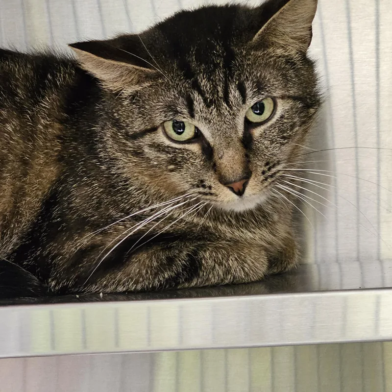 An adult medium-sized male Tabby (Brown / Chocolate) Domestic Short Hair cat named Jester for adoption in Stratford, CT
