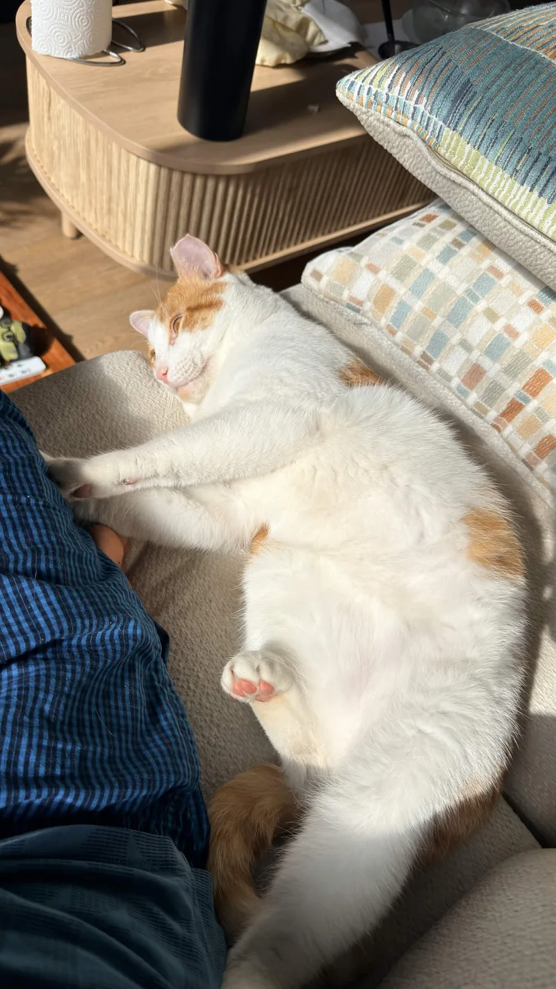 An adult medium-sized male White Domestic Short Hair cat named Mango for adoption in Weehawken, NJ