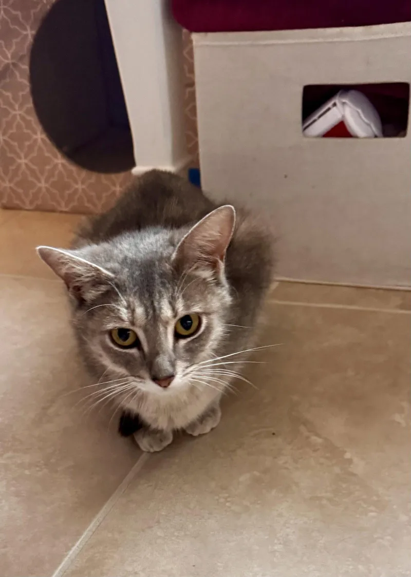 An adult medium-sized female Tabby cat named Merlot for adoption in Royal Palm Beach, FL