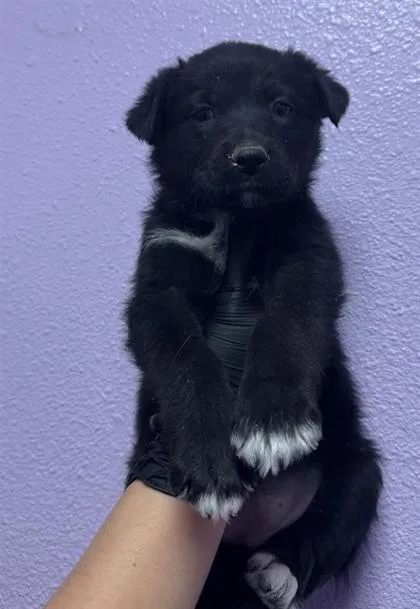A baby small-sized female Black Labrador Retriever dog named Taz for adoption in El Paso, TX