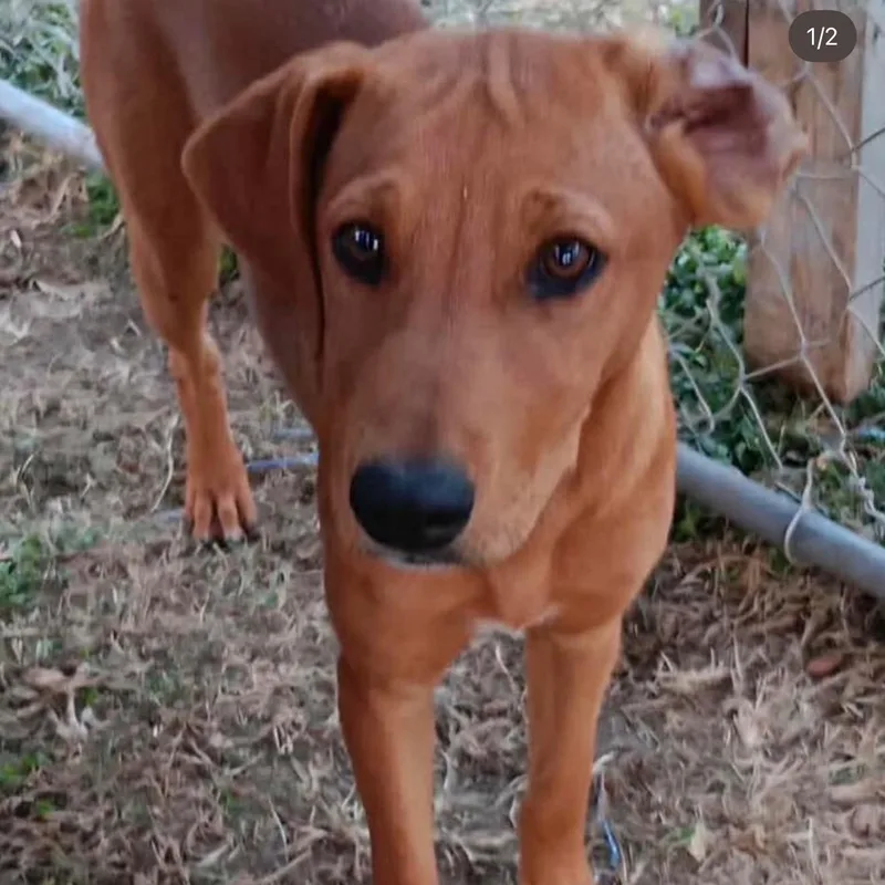 A baby medium-sized male Red / Chestnut / Orange Labrador Retriever dog named Lumiere for adoption in Carmel, NY