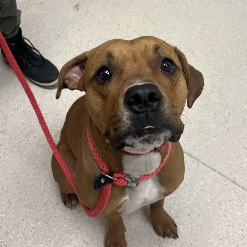 A young medium-sized male Yellow / Tan / Blond / Fawn Mixed Breed dog named Kuma for adoption in Murray, UT