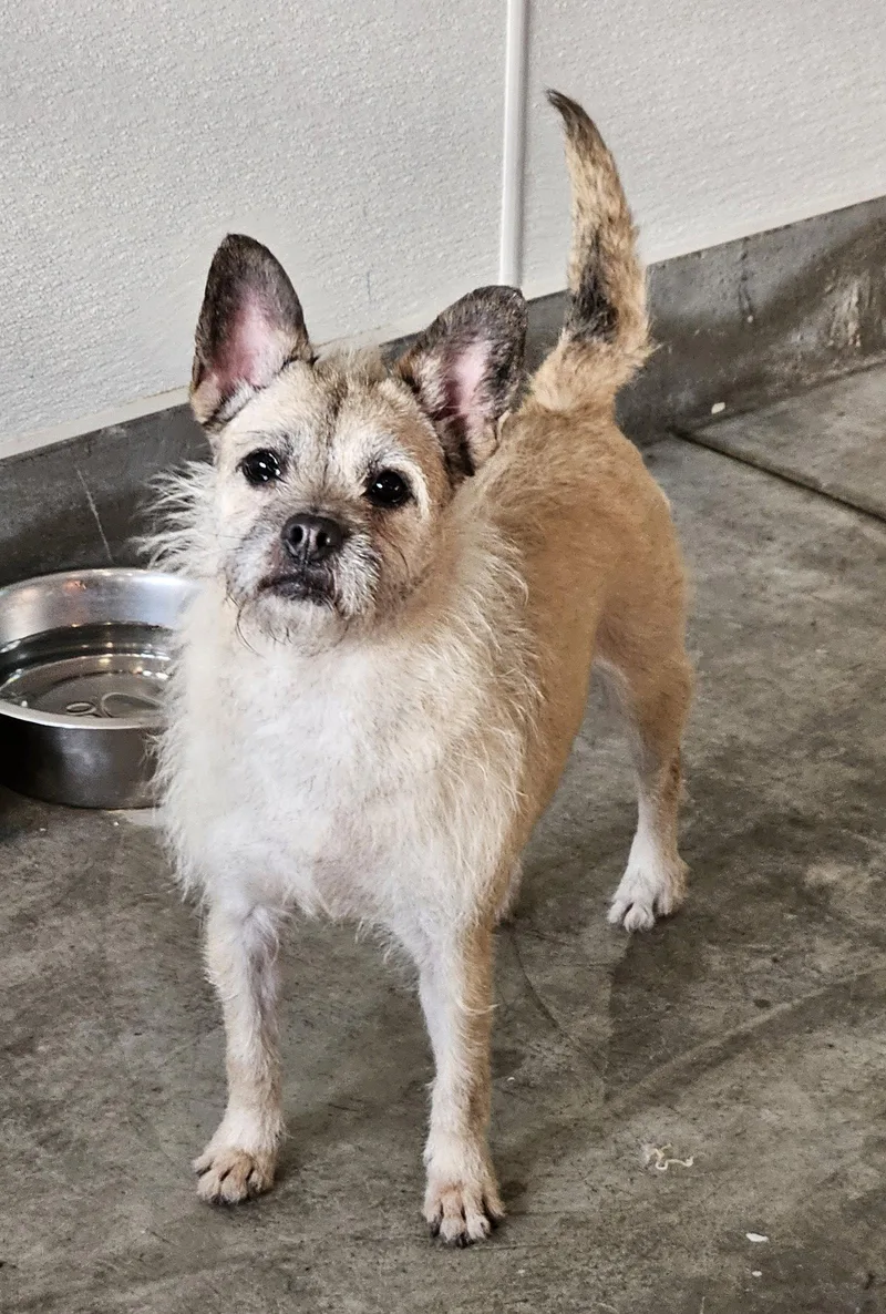 A young small-sized female French Bulldog dog named Heedong for adoption in Agoura Hills, CA